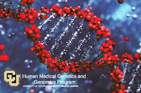 Human Medical Genetics and Genomics Training Program https: www.cuanschutz.edu graduate-programs human-medical-genetics-and-genomics home